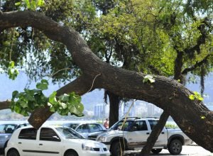 cidades-verdes,-do-ministerio-do-meio-ambiente,-recebe-323-iniciativas