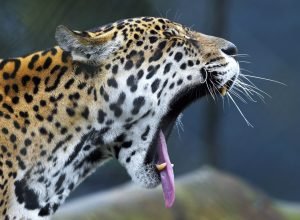 iat-promove-capacitacao-de-agentes-para-atendimento-a-ocorrencias-com-grandes-felinos