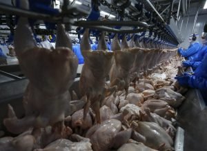 retomada-das-exportacoes-de-frango-para-a-malasia-tera-reflexo-positivo-no-parana