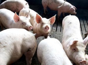 exportacao-de-carne-suina-do-parana-cresce-7,9%-em-2025-e-atinge-maior-volume-da-historia