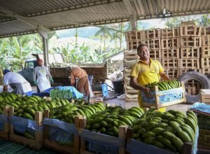pavimentacao-de-estrada-rural-vai-facilitar-escoamento-da-producao-de-guaratuba