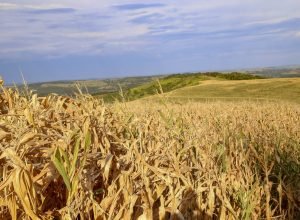 monitor-de-secas:-campos-gerais,-norte-pioneiro-e-leste-tiveram-pouca-chuva-em-outubro