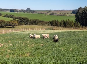 ratinho-junior-sanciona-lei-que-preve-aumento-do-investimento-em-conectividade-rural