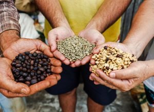 concurso-cafe-qualidade-parana:-vencedores-de-2025-saem-na-semana-que-vem