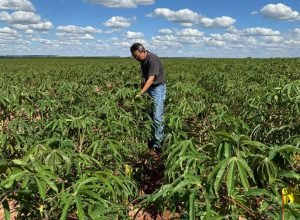 adapar-visita-plantacoes-e-reforca-orientacoes-sobre-vassoura-de-bruxa-da-mandioca