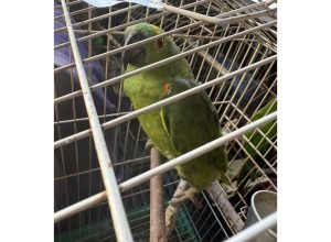 pcpr,-pmpr-e-iat-resgatam-36-aves-silvestres-durante-operacao-em-paraiso-do-norte