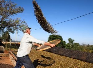 cafe-e-soja-garantem-as-maiores-margens-do-ano-para-produtores-paranaenses,-aponta-deral