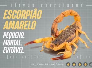estado-lanca-campanha-para-reforcar-cuidados-e-prevenir-picadas-de-escorpioes