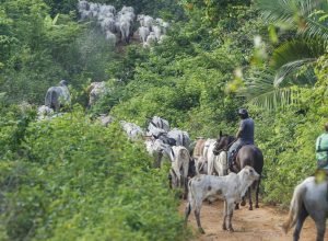 vaqueiro-contratado-pelo-ibama-e-morto-em-terra-indigena-no-para