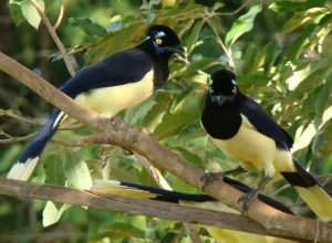 vila-velha-estreia-observacao-de-passaros-e-ponta-grossa-entra-na-rota-do-birdwatching