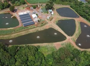 renovapr:-geracao-propria-de-energia-aumenta-competitividade-no-campo