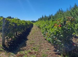 programa-de-apoio-a-viticultura-completa-seis-anos-e-beneficia-mais-de-400-produtores-familiares