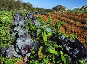 renda-agricultor-familiar:-projeto-fortalece-em-2025-mais-955-familias-em-vulnerabilidade