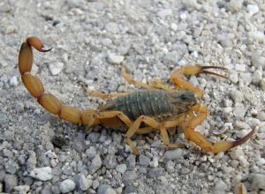saude-alerta-para-risco-de-acidentes-com-animais-peconhentos-durante-o-verao