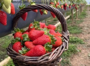 rota-turistica-do-morango-integra-agricultura-e-turismo-e-amplia-renda-nas-propriedades