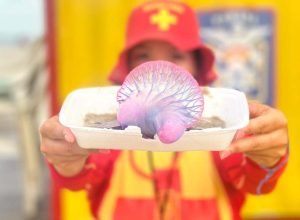 bombeiros-orientam-como-prevenir-e-o-que-fazer-em-caso-de-queimaduras-por-agua-viva