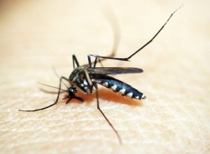 brasileiros-publicam-maior-estudo-ja-feito-sobre-sequelas-do-zika