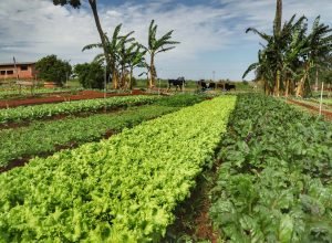 parana-inicia-censo-inedito-para-mapear-perfil-da-agricultura-organica-no-estado