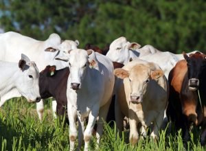 nova-portaria-da-adapar-facilita-a-emissao-da-certidao-de-estabelecimento-rural
