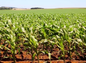 mesmo-com-altas-temperaturas-e-chuvas-irregulares,-soja-e-milho-avancam-no-parana