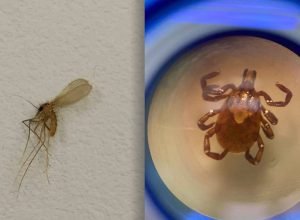 carrapato-e-mosquito-palha:-saude-reforca-cuidados-contra-transmissores-de-doencas