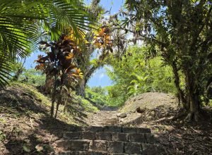 verao-maior-parana-tera-oficina-sobre-restauracao-ecologica-no-parque-do-palmito