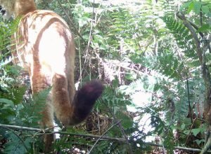 iat-registra-pela-primeira-vez-uma-onca-parda-em-mata-do-parque-estadual-rio-guarani