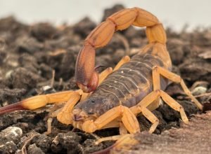 estado-mantem-orientacoes-e-alerta-para-prevencao-de-acidentes-com-escorpioes