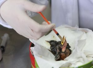 rede-de-apoio:-atendimento-a-fauna-silvestre-aumenta-61,3%-em-um-ano-no-parana