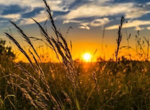 monitor-da-ana-aponta-avanco-da-seca-fraca-no-centro-oeste-do-parana-em-fevereiro