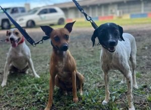 parana-abre-processo-seletivo-para-participacao-de-oscs-no-conselho-de-direitos-animais