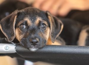governo-abre-consulta-publica-sobre-genericos-e-similares-veterinarios