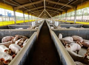 21,3-mil-toneladas:-exportacoes-paranaenses-de-suinos-tem-melhor-resultado-para-marco