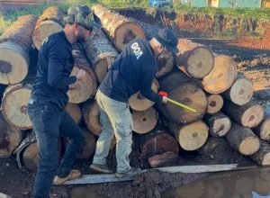 operacao-bioma-seguro-termina-com-r$-3,8-milhoes-em-multas-por-diversos-crimes-ambientais