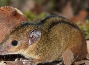 pesquisadores-descobrem-nova-especie-de-marsupial-exclusiva-do-rj