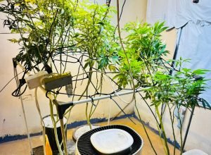 pmpr-apreende-plantas-de-maconha-e-balancas-apos-denuncias-em-londrina