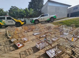 pmpr-e-iat-apreendem-95-aves-e-aplicam-mais-de-r$-400-mil-em-multas-em-guarapuava
