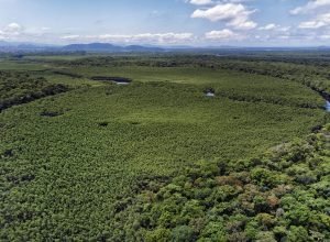 parana-reduziu-em-87,5%-desmatamento-da-mata-atlantica-entre-2020-e-2025