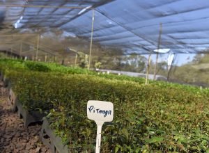 iat-distribui-mais-de-200-mil-mudas-nativas-de-especies-frutiferas-no-1o-semestre