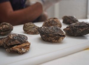 retirada-de-ostras-em-guaratuba-e-suspensa-por-nivel-de-toxinas-acima-do-limite