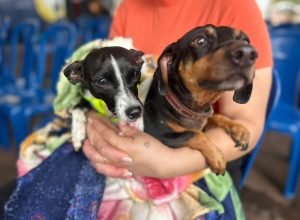 castrapet-beneficiou-15,8-mil-animais-do-litoral-e-rmc;-confira-agenda-de-novembro