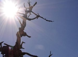 cmn-prorroga-financiamentos-do-fundo-constitucional-do-nordeste