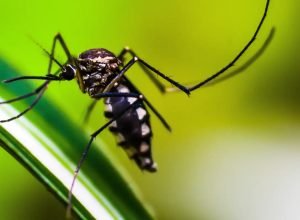 ministerio-da-saude-quer-incorporar-vacina-contra-chikungunya-ao-sus