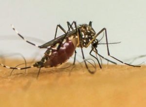 brasil-ultrapassa-1-milhao-de-casos-provaveis-de-dengue-em-2025