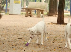 saiba-como-funciona-o-sinpatinhas,-novo-rg-animal-para-caes-e-gatos