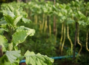 bndes-destina-r$-135-milhoes-a-acoes-sociais-e-ambientais-em-favelas