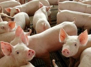 chile-passara-a-importar-carne-suina-do-parana