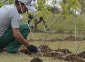 viva-maria:-movimento-incentiva-plantio-de-arvores-em-memoria-do-papa
