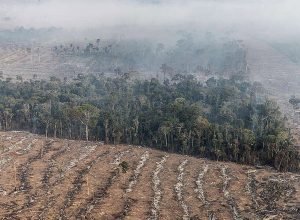 stf-permite-desapropriacao-de-terra-por-incendio-ilegal-e-desmatamento