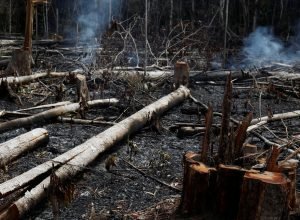 governo-federal-lanca-leilao-para-recuperar-terras-degradadas